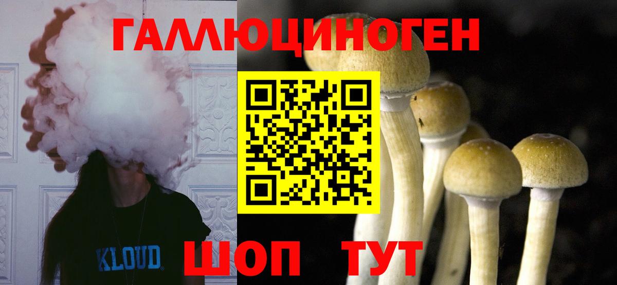 где продают   Псилоцибиновые грибы Cubensis  Вход с VPN  Полысаево 